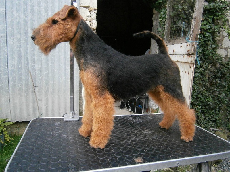 Welsh attitude Go with me