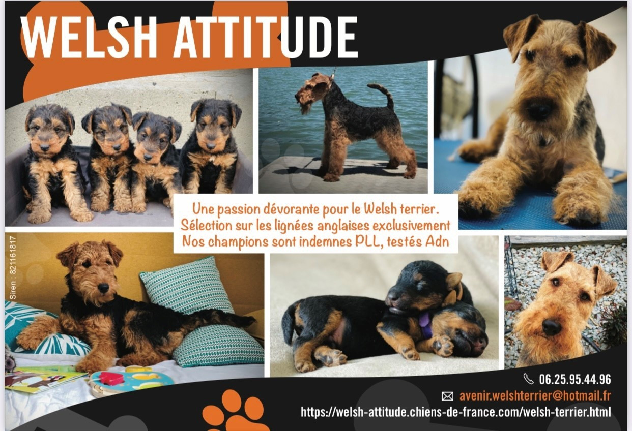 Welsh attitude - Chiots disponibles - Welsh Terrier